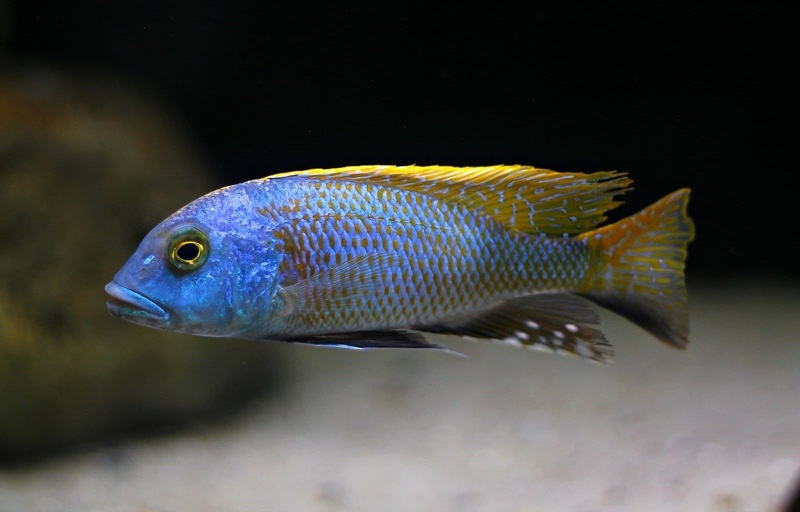 Buccochromis nototaenia